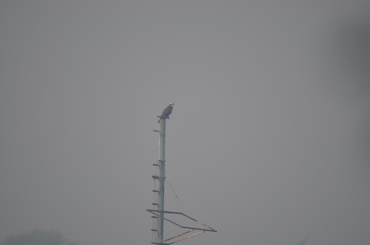 Osprey - ML645829553