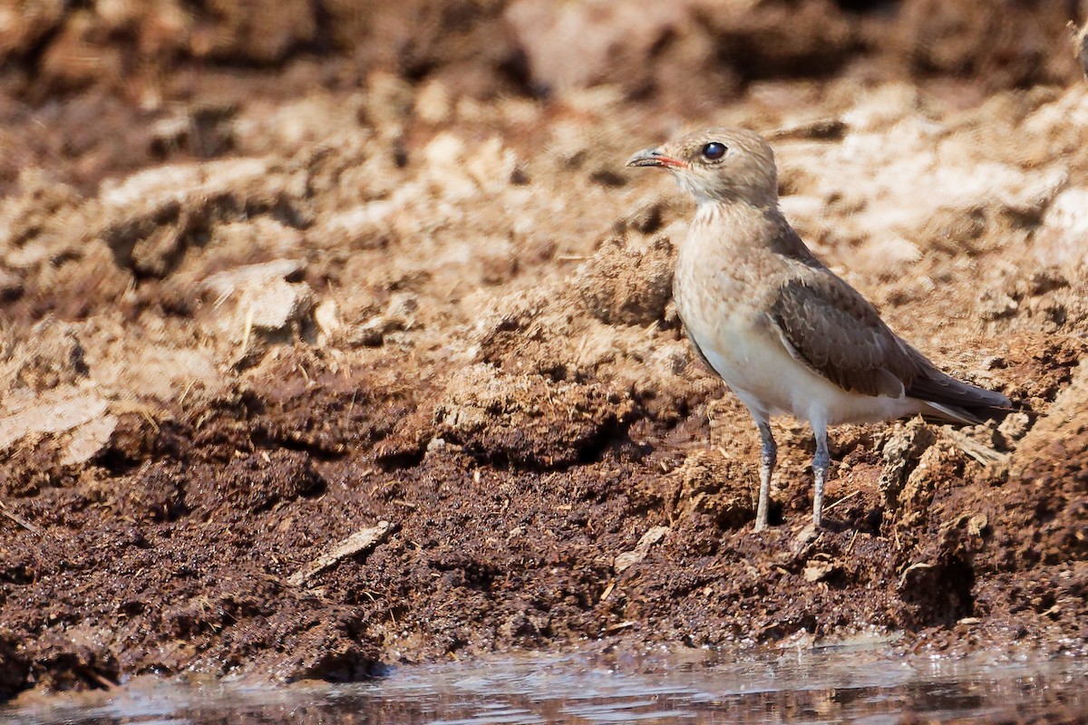 Collared Pratincole - ML645829554