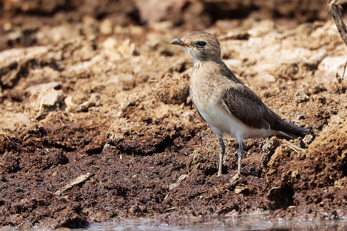 Collared Pratincole - ML645829555