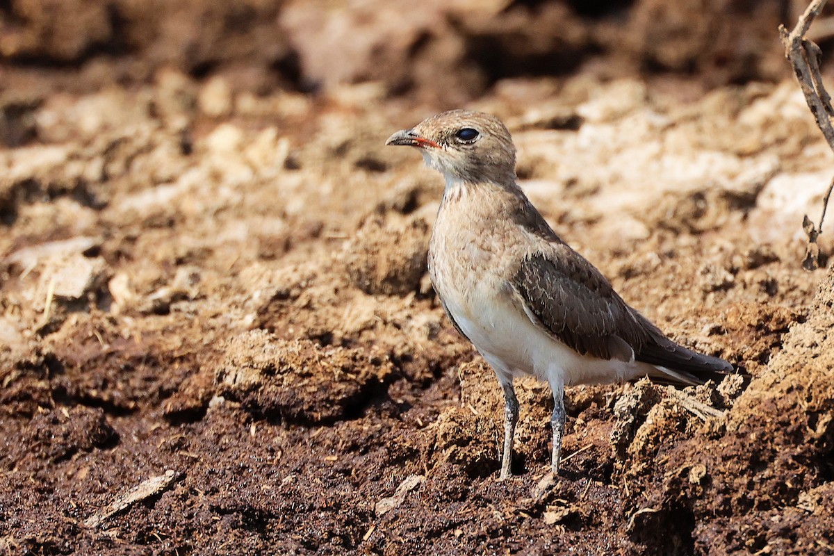 Collared Pratincole - ML645829556