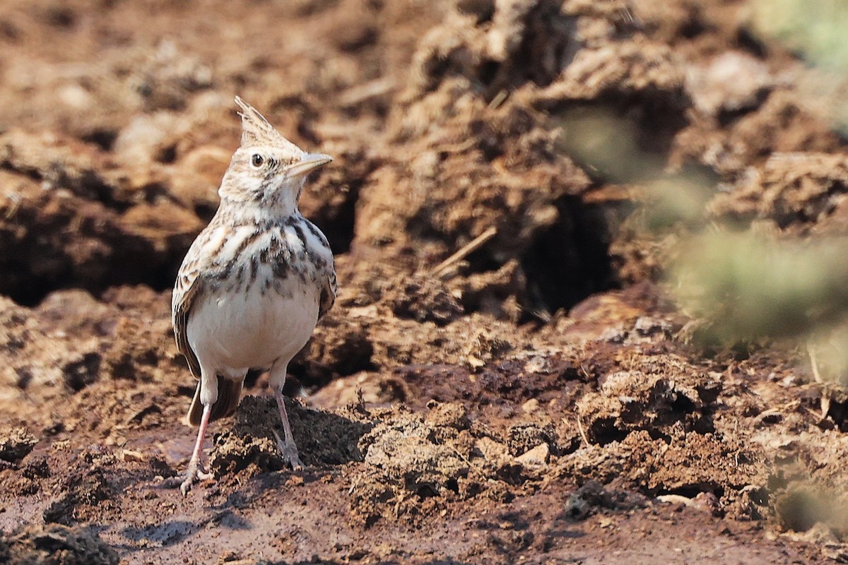 Crested Lark - ML645829557