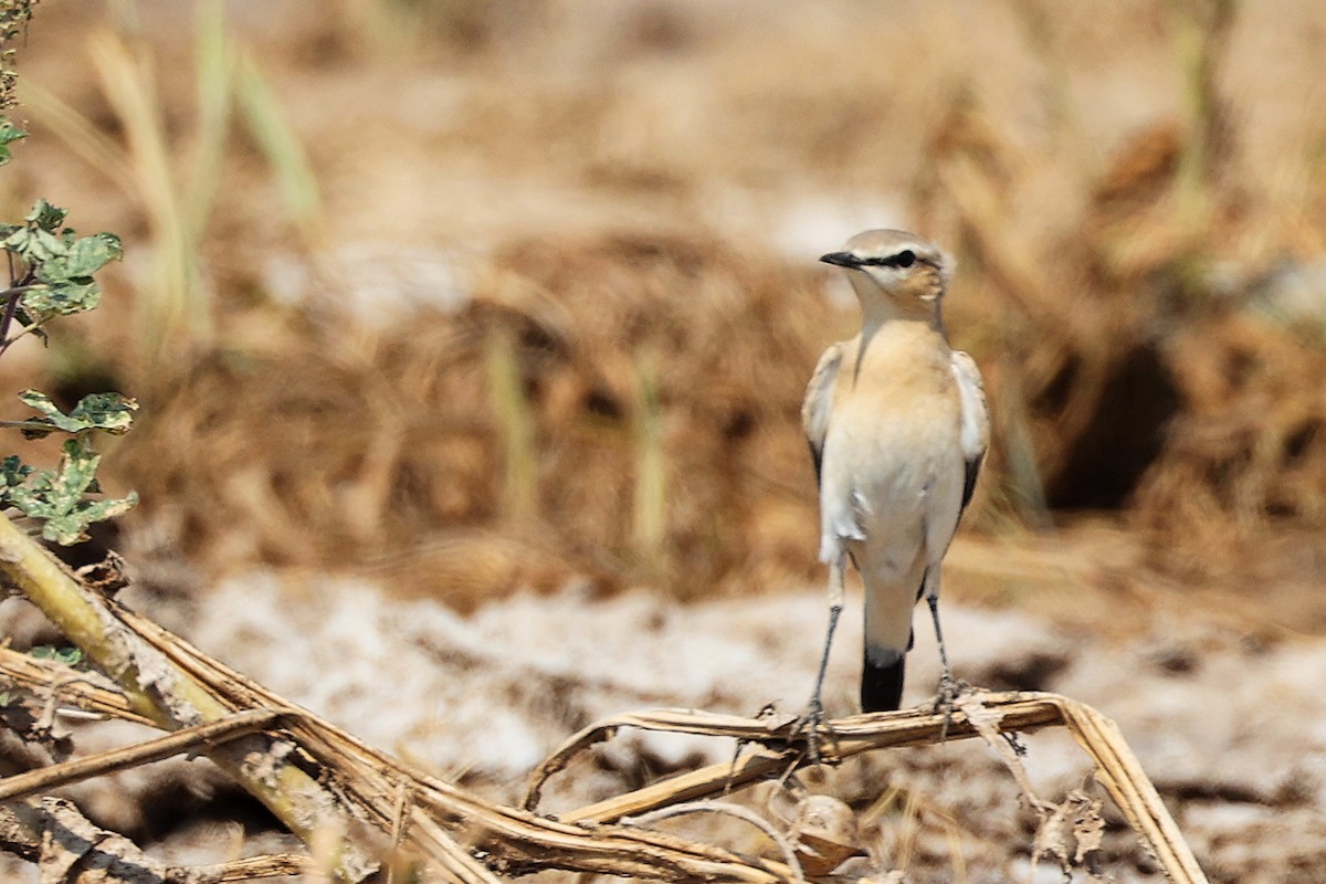 Northern Wheatear - ML645829558