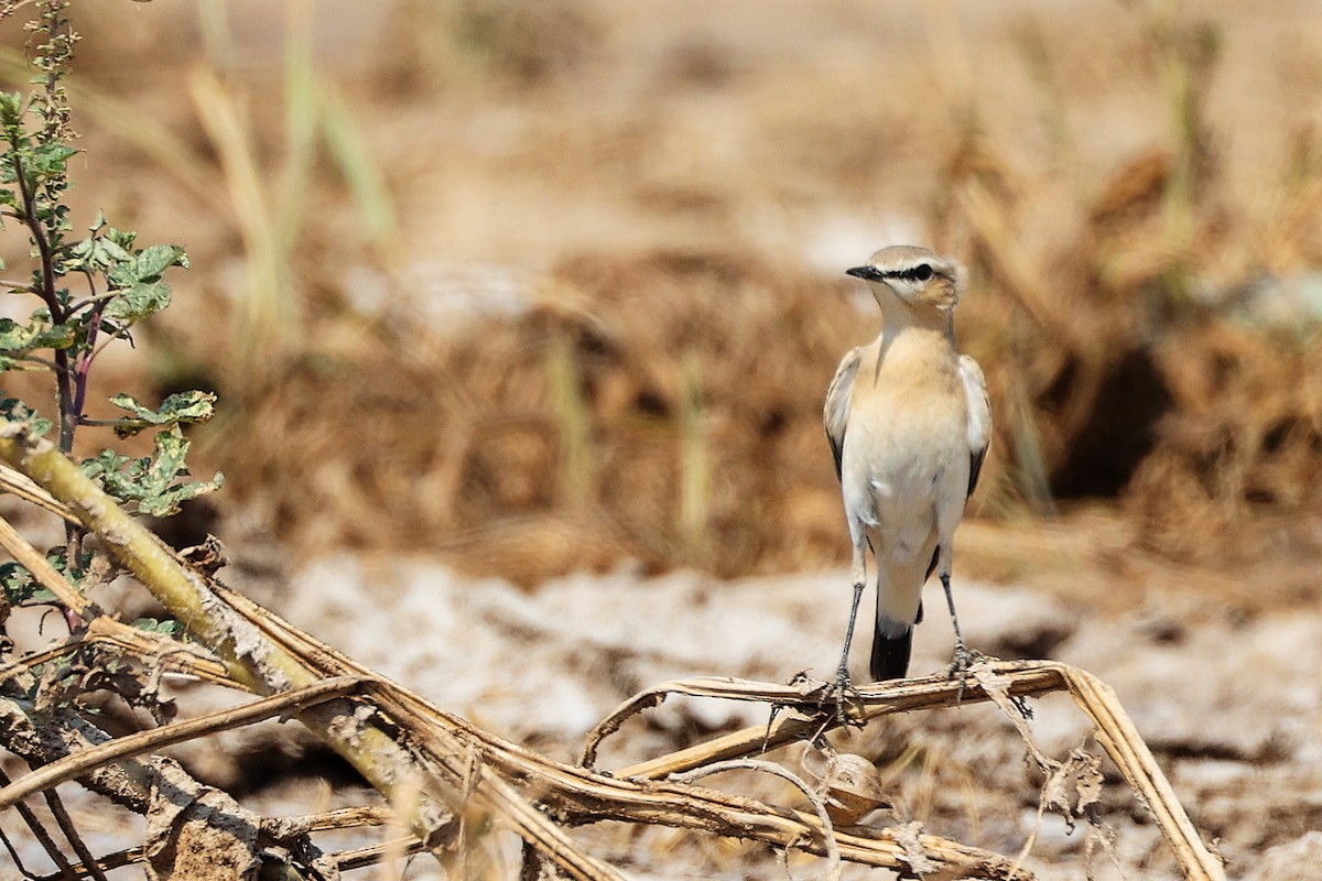 Northern Wheatear - ML645829559