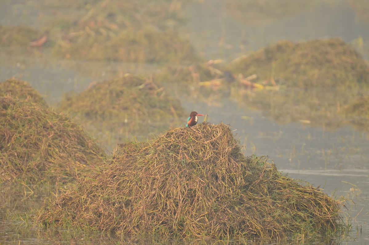 White-throated Kingfisher - ML645829560