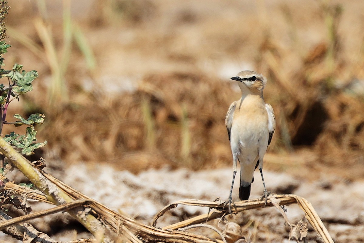 Northern Wheatear - ML645829561
