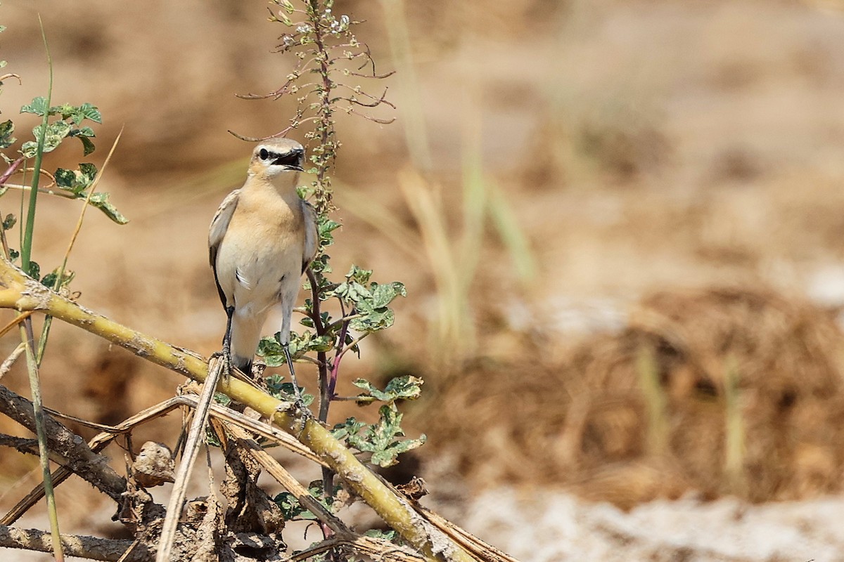 Northern Wheatear - ML645829562