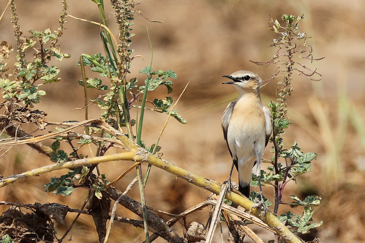 Northern Wheatear - ML645829563