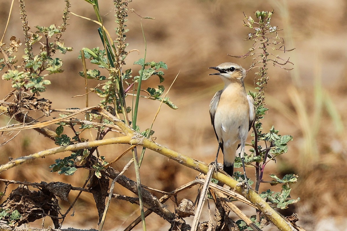 Northern Wheatear - ML645829564