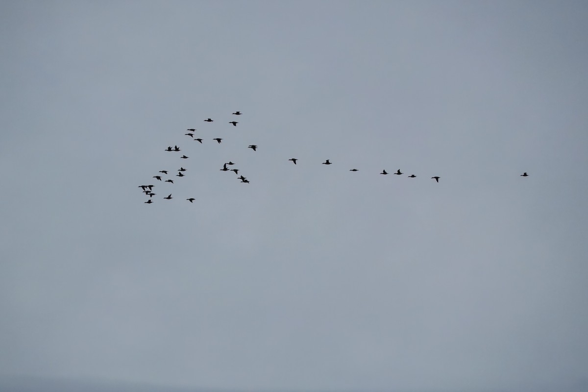 Surf Scoter - ML645829565