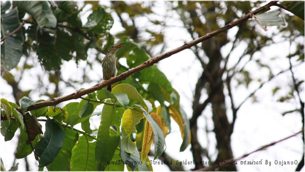 Streaked Spiderhunter - ML645829574