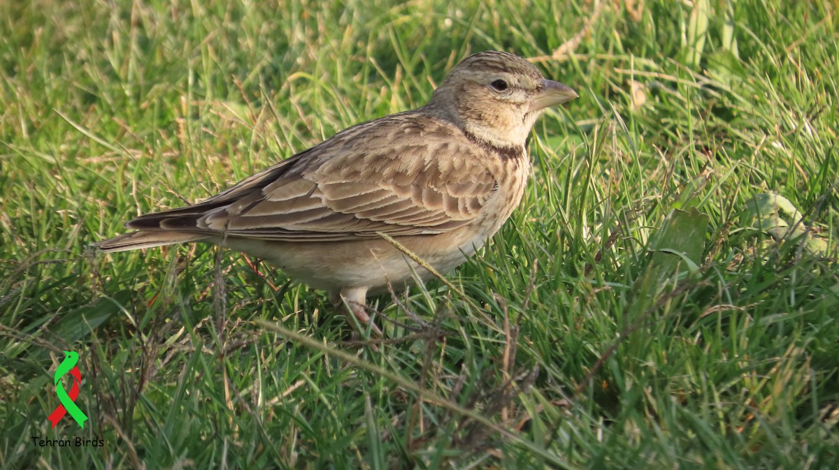 Kalanderlerche - ML645829575