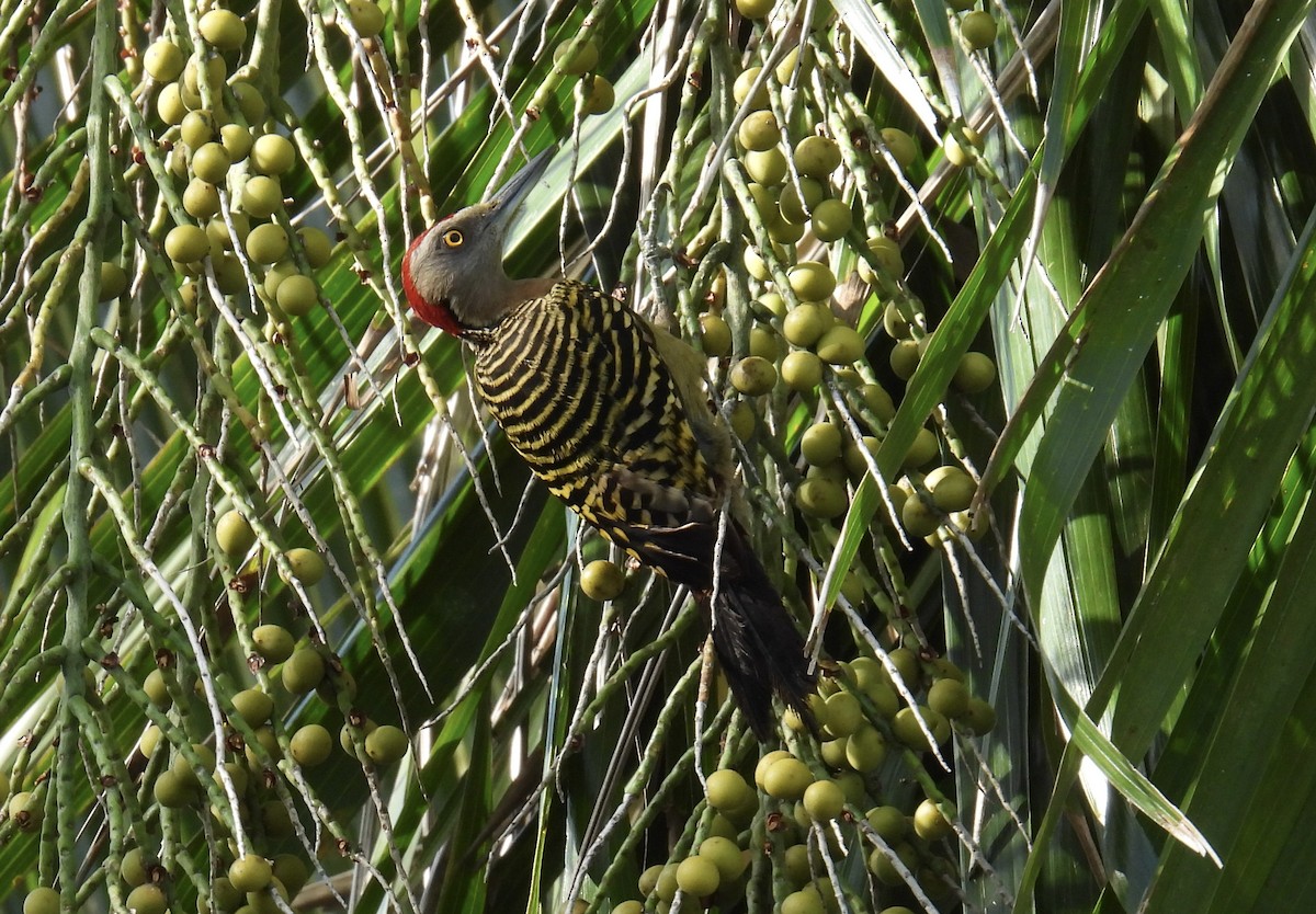 Hispaniolan Woodpecker - ML645829579