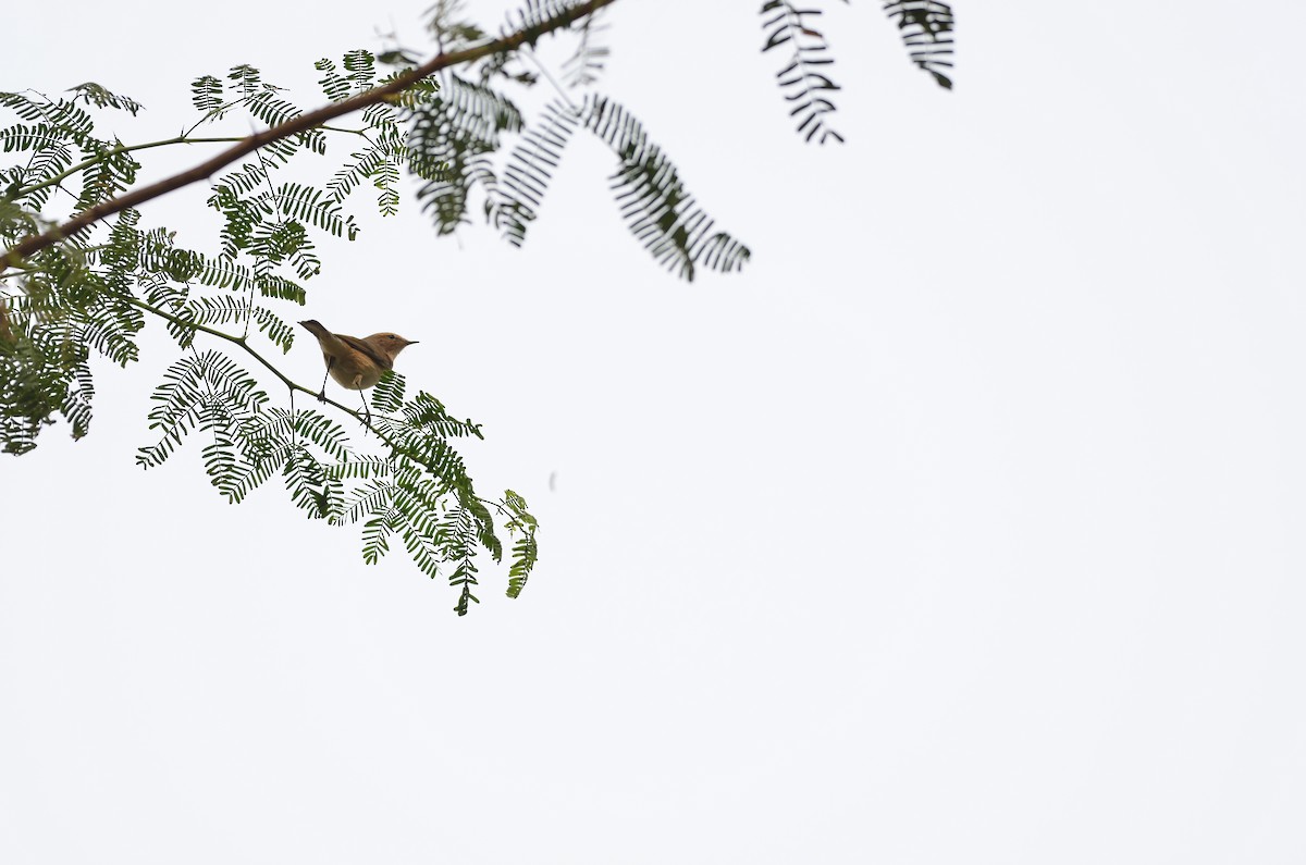 Common Chiffchaff - ML645829584