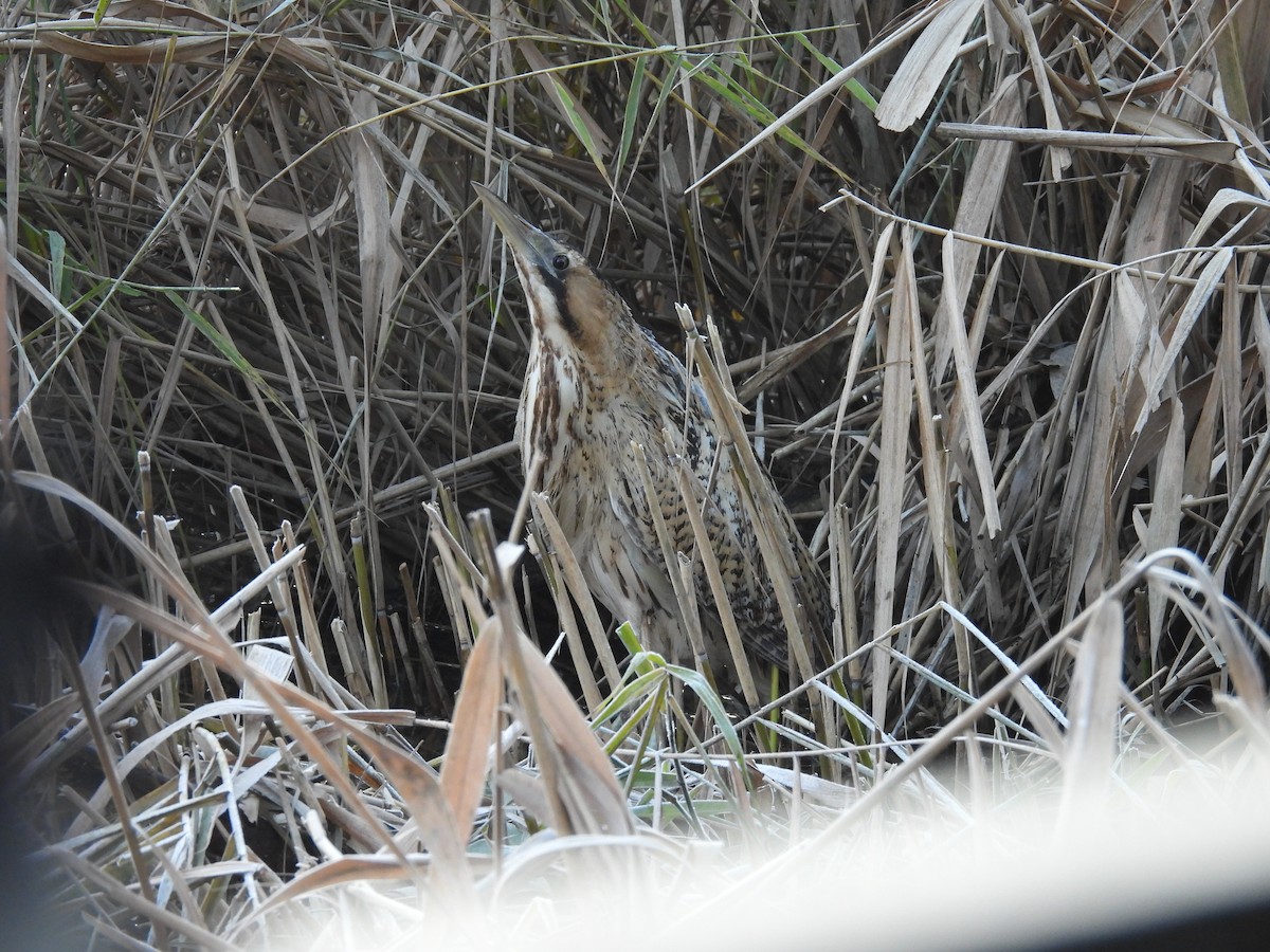 Butor étoilé - ML645829594