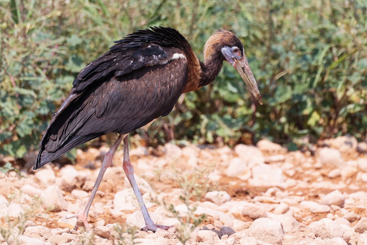 Abdim's Stork - ML645829595