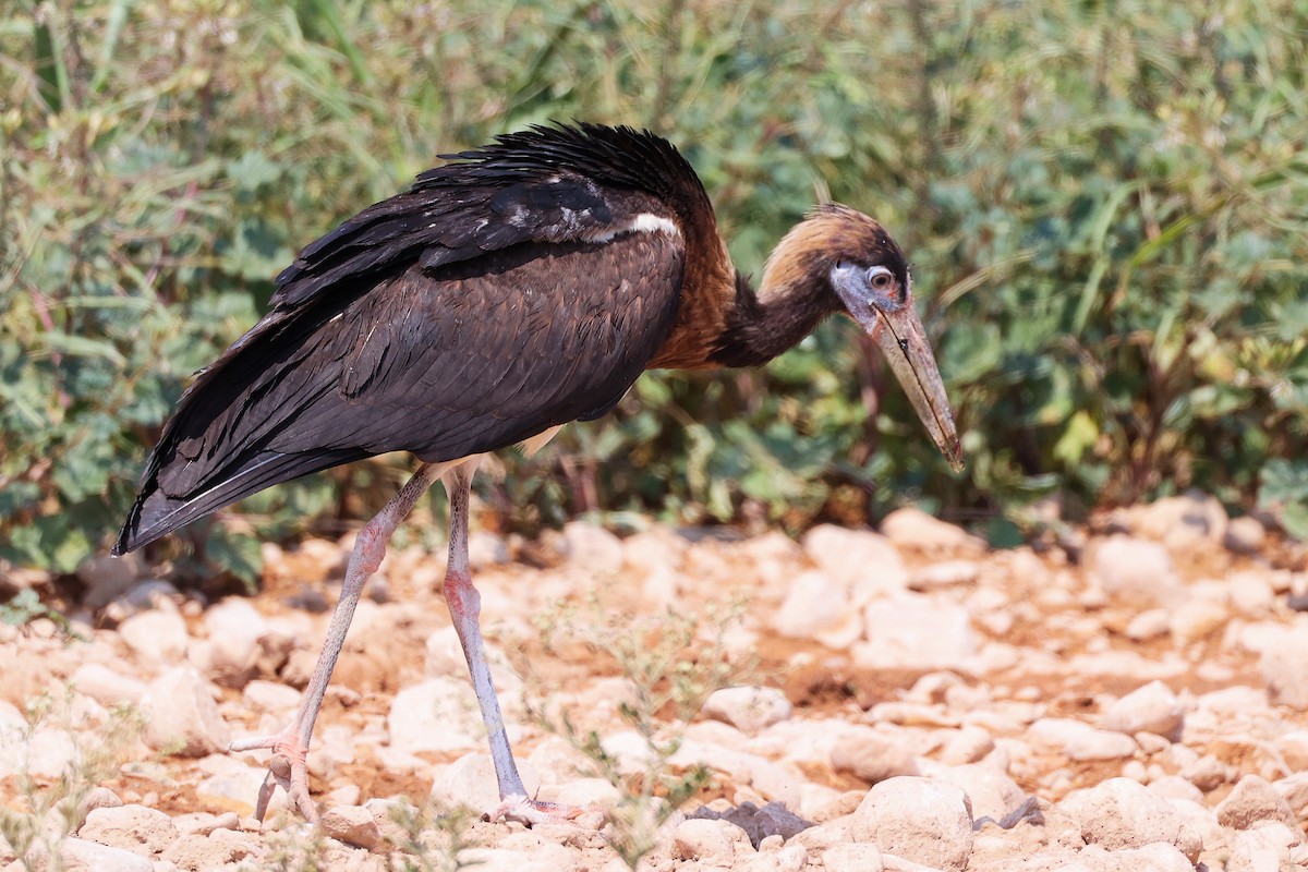 Abdim's Stork - ML645829596