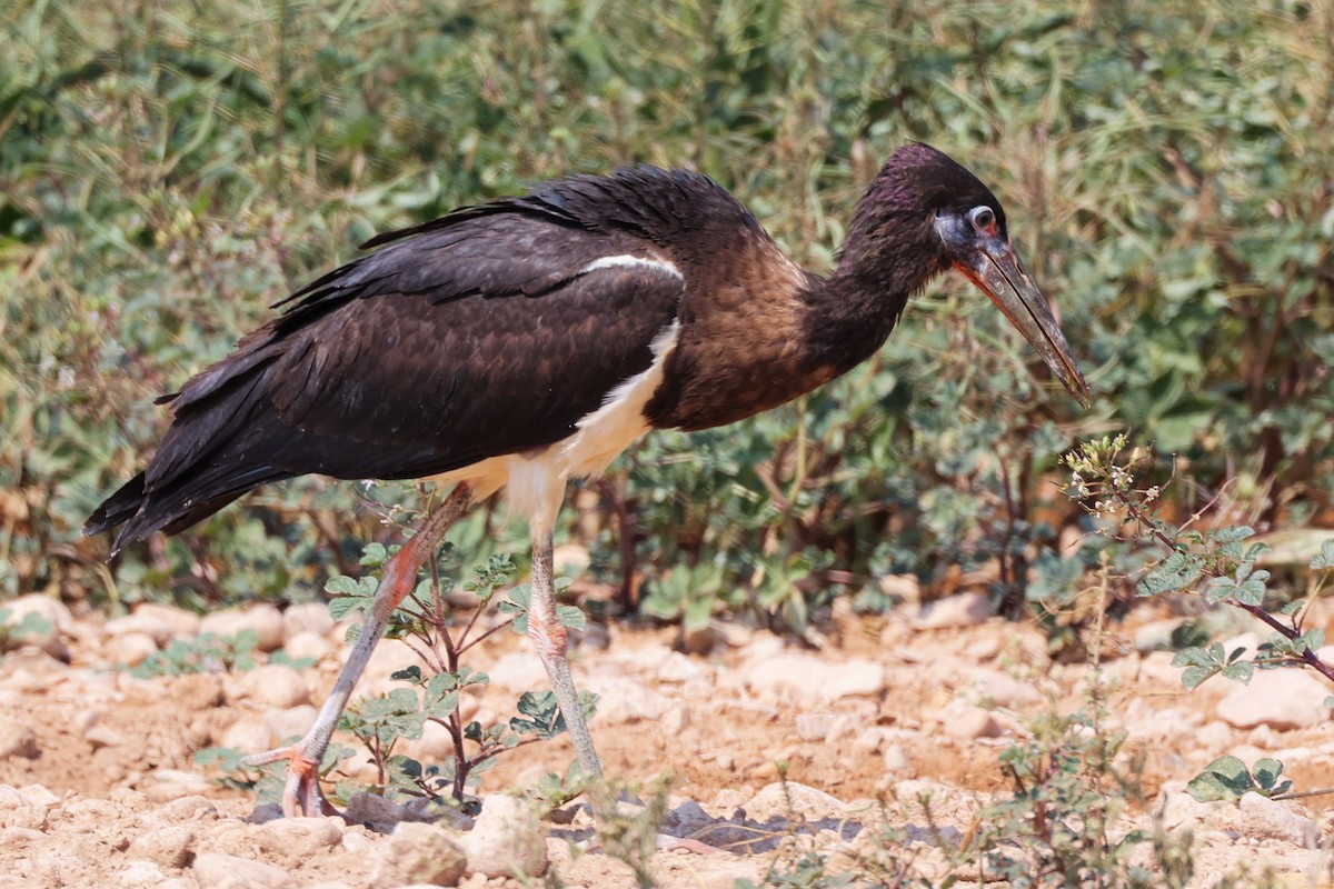 Abdim's Stork - ML645829597