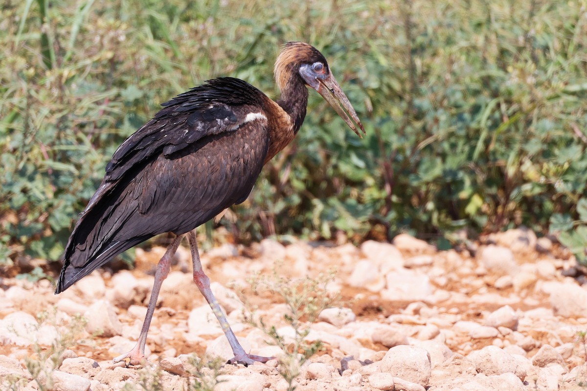 Abdim's Stork - ML645829598
