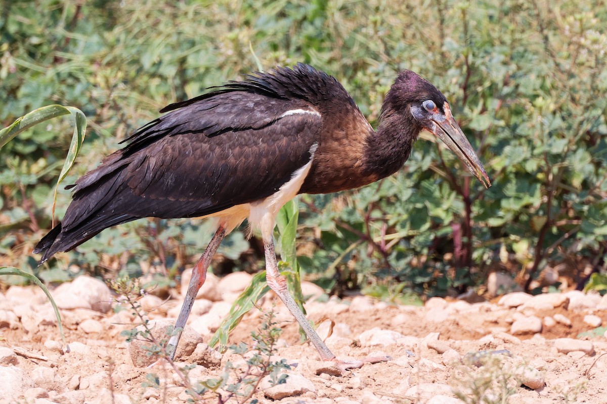 Abdim's Stork - ML645829599