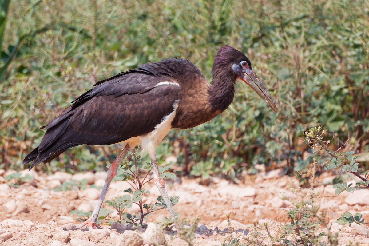 Abdim's Stork - ML645829600