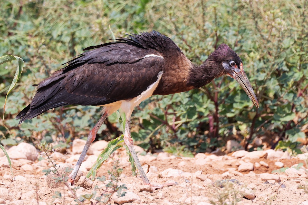 Abdim's Stork - ML645829601