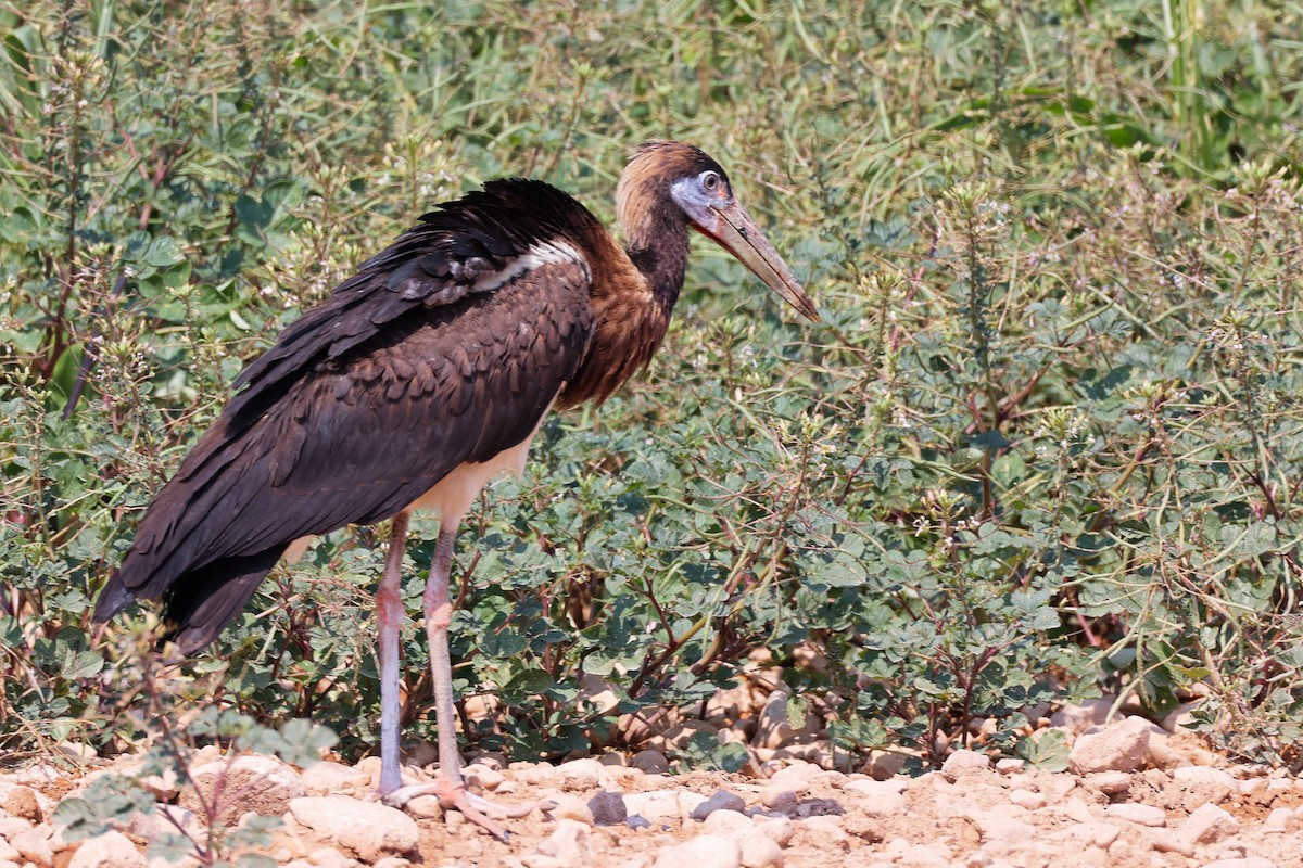 Abdim's Stork - ML645829602
