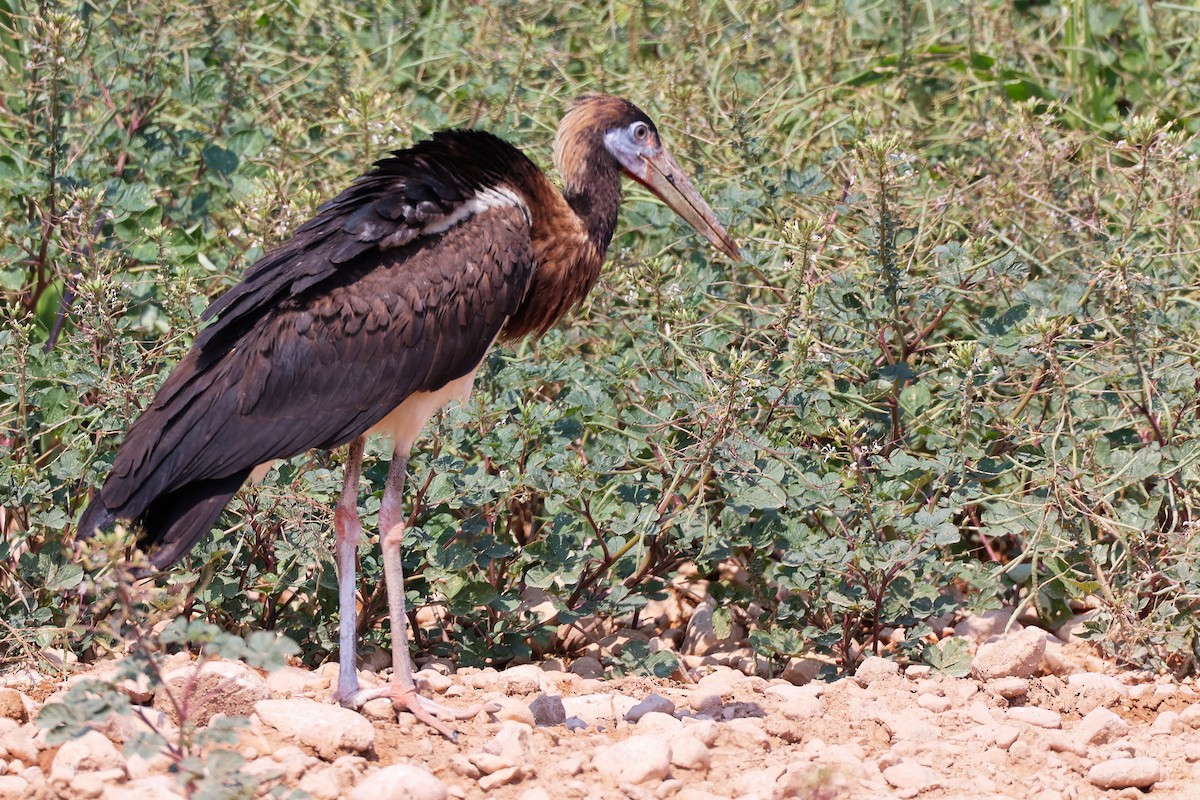 Abdim's Stork - ML645829603