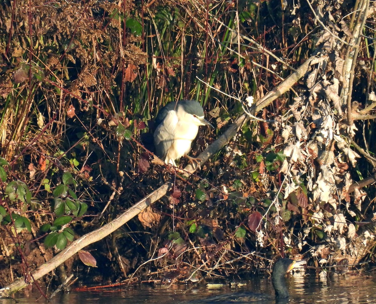 Black-crowned Night Heron - ML645829605