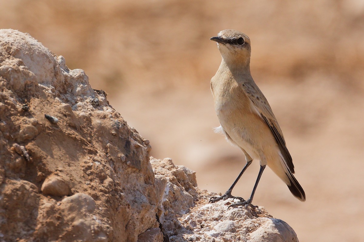 Traquet isabelle - ML645829606