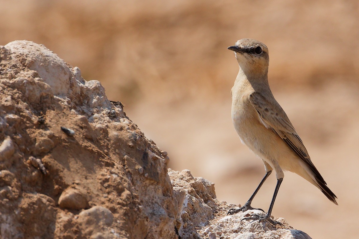 Traquet isabelle - ML645829607