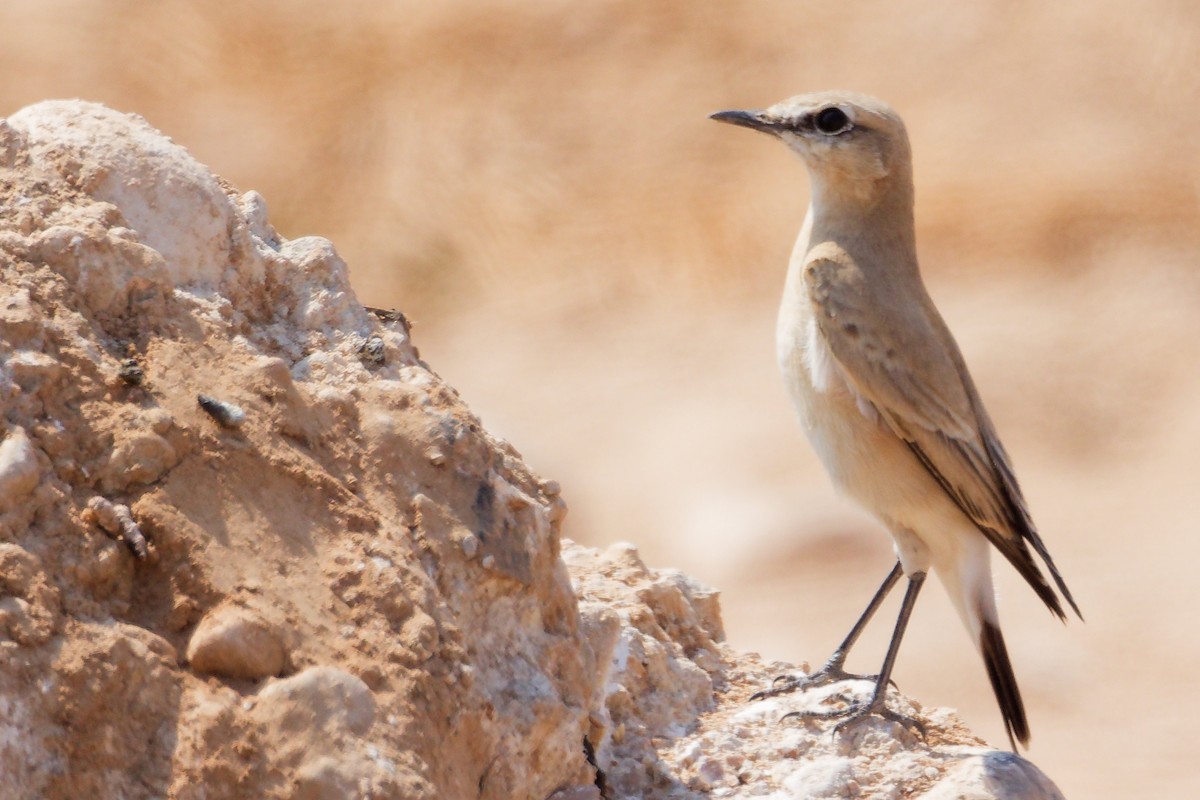 Traquet isabelle - ML645829608