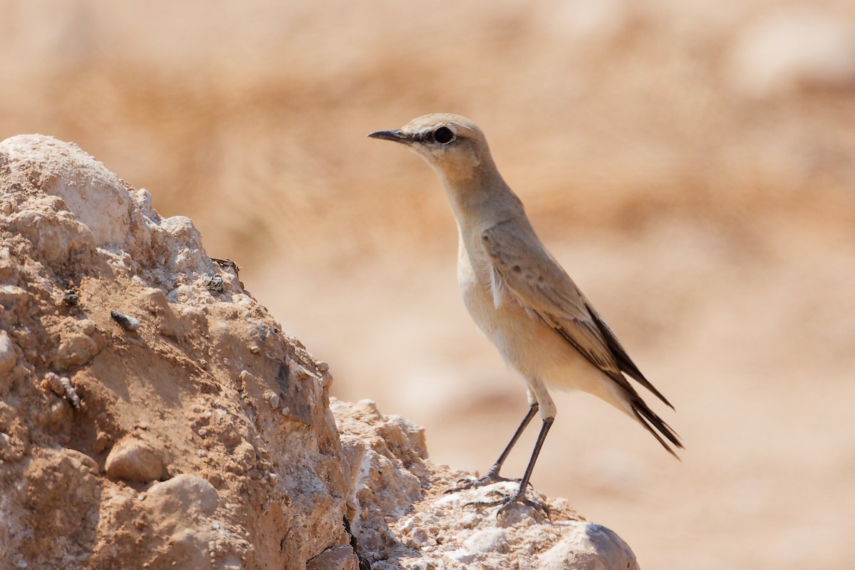 Traquet isabelle - ML645829609