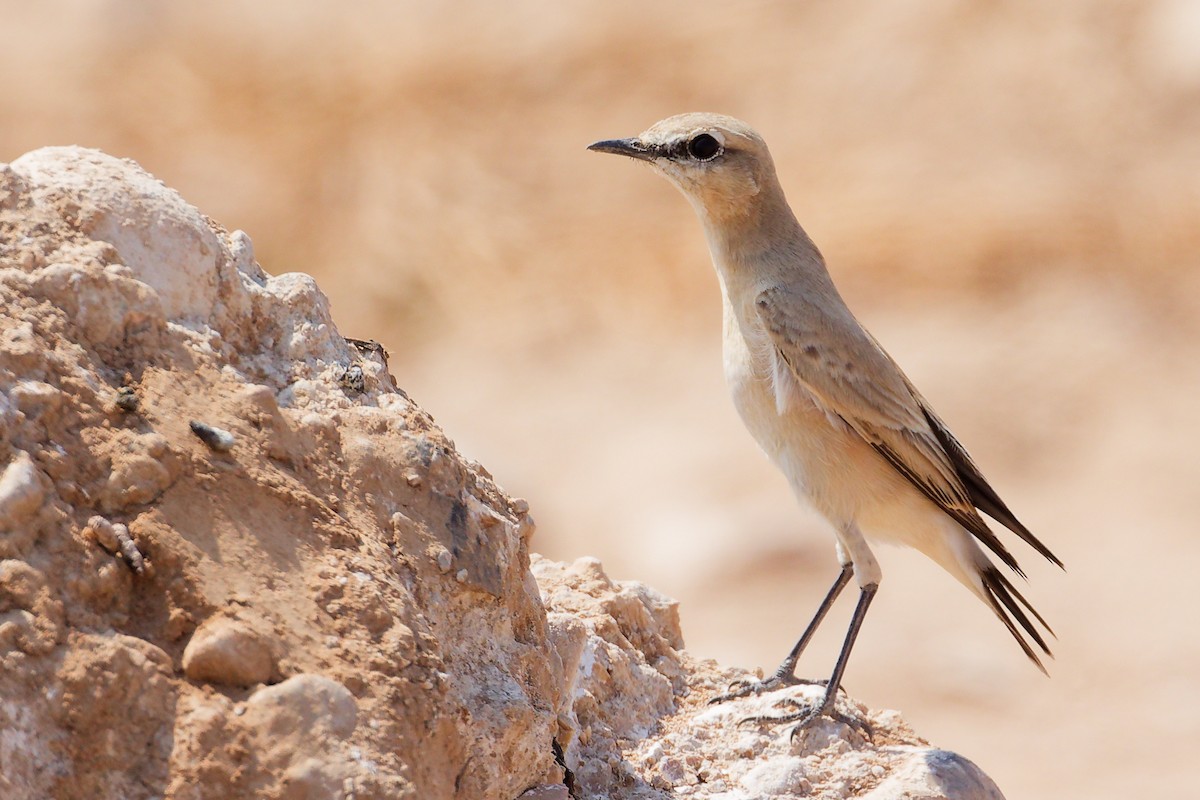 Traquet isabelle - ML645829610