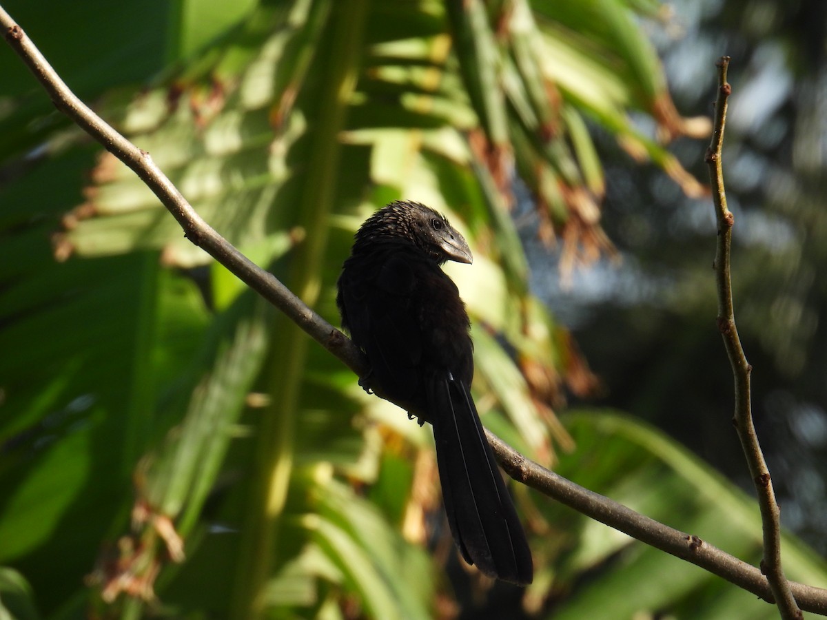 Ani à bec lisse - ML645829611