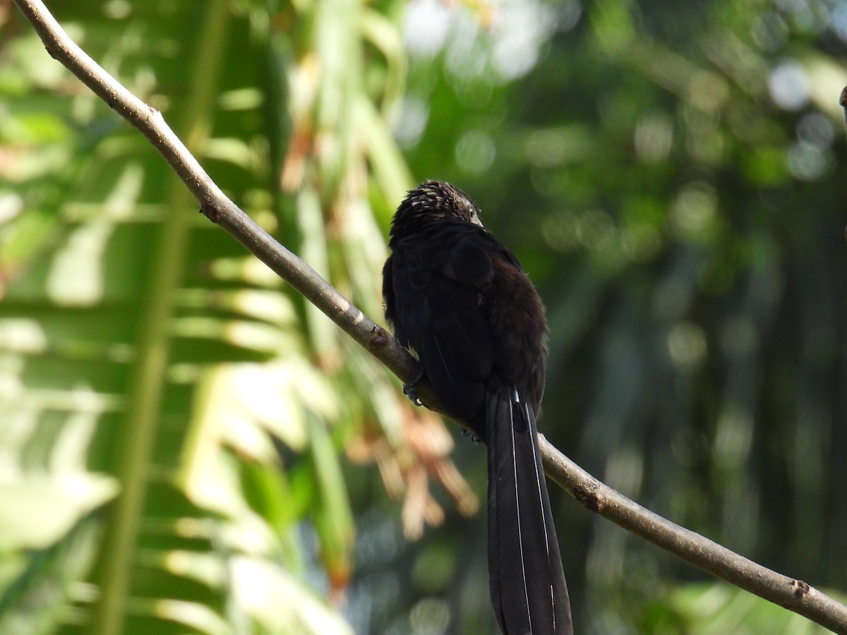 Ani à bec lisse - ML645829612