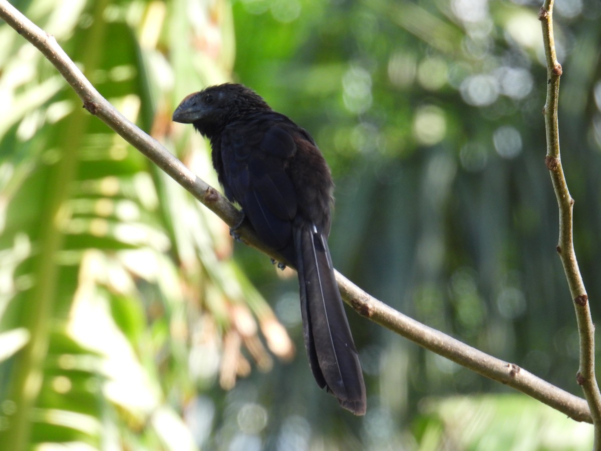 Ani à bec lisse - ML645829613