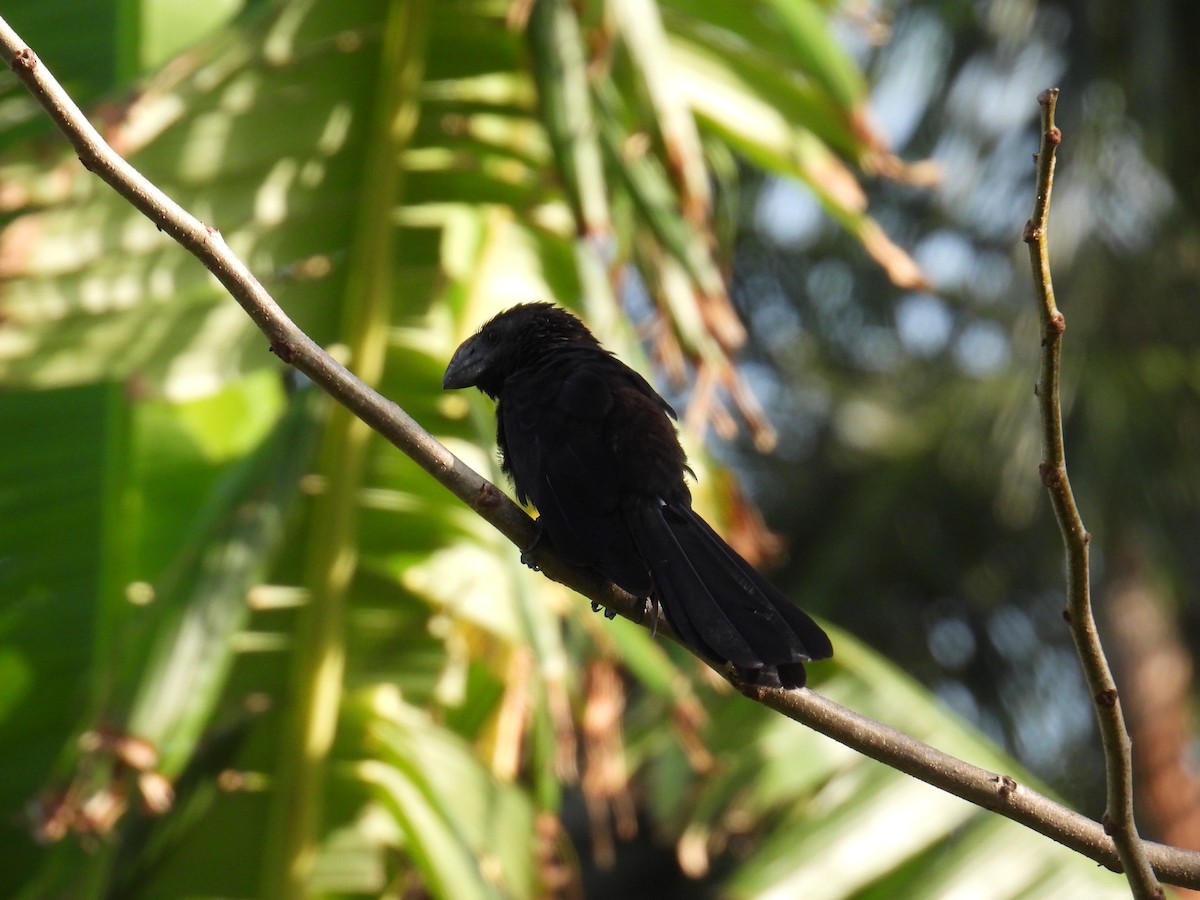 Ani à bec lisse - ML645829614