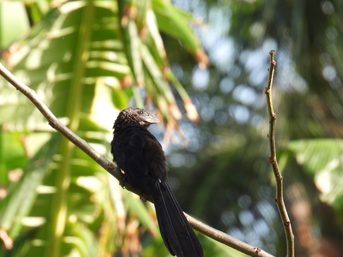 Ani à bec lisse - ML645829615