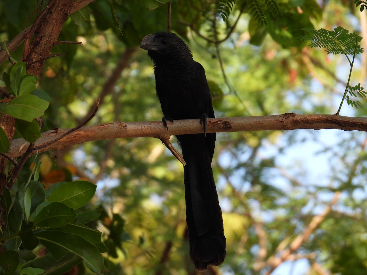 Ani à bec lisse - ML645829616