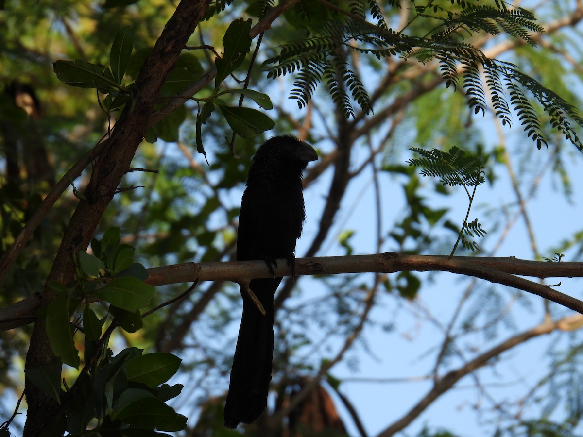 Ani à bec lisse - ML645829617