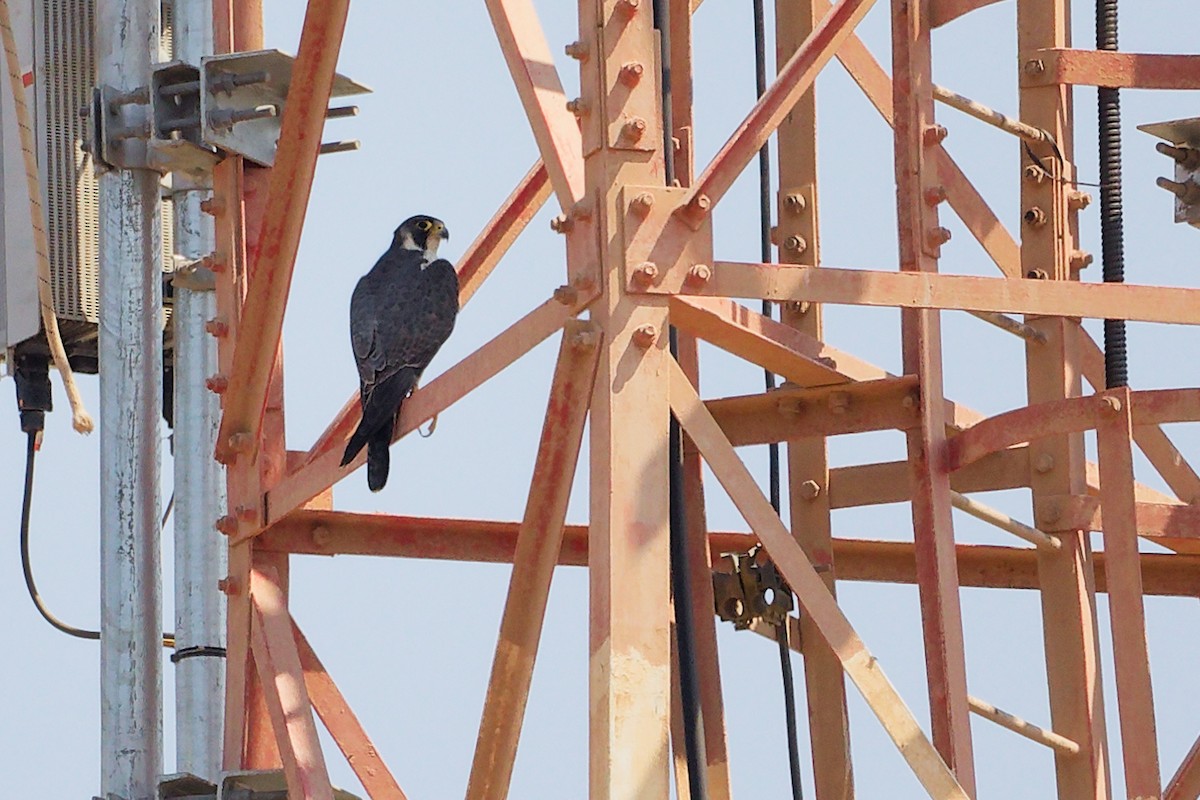 Faucon pèlerin - ML645829618