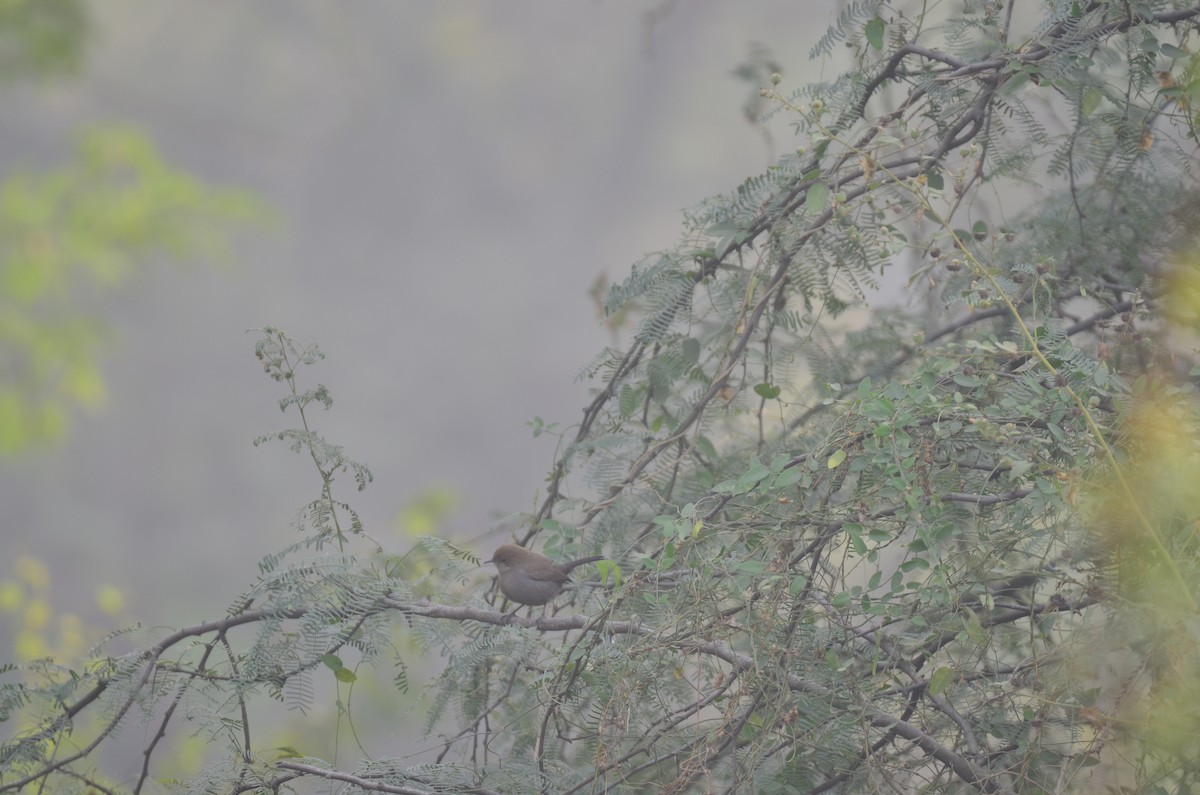 Indian Robin - ML645829619