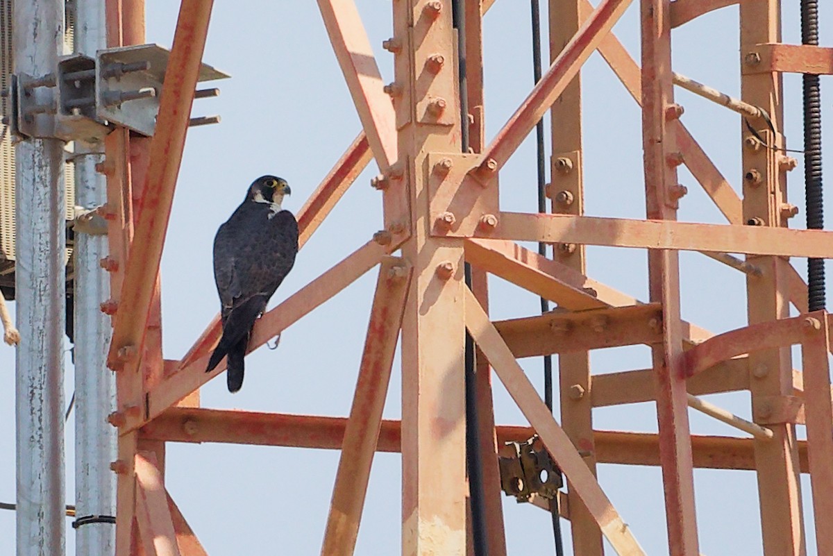 Faucon pèlerin - ML645829620