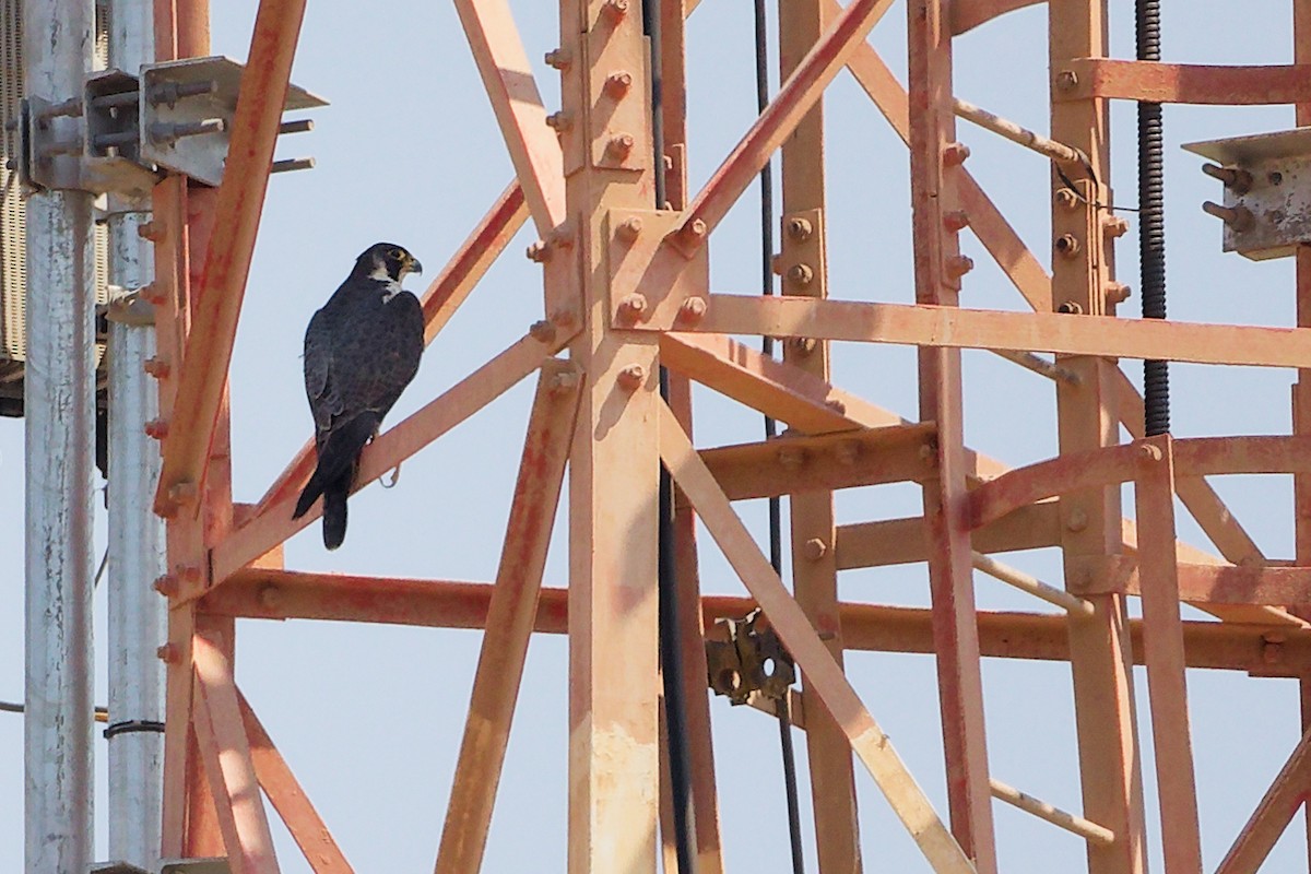 Faucon pèlerin - ML645829621