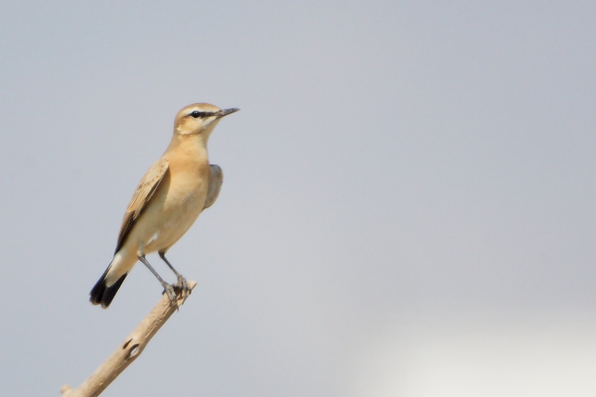 Traquet isabelle - ML645829622