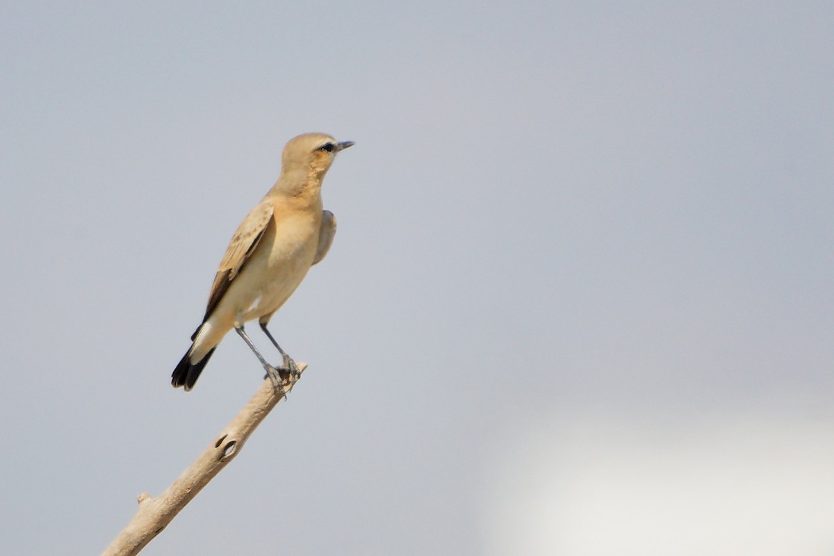 Traquet isabelle - ML645829623