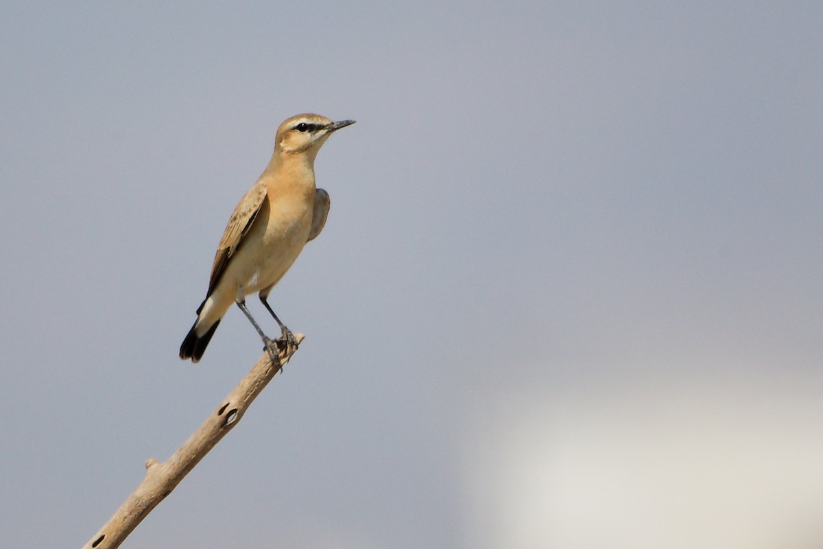 Traquet isabelle - ML645829624