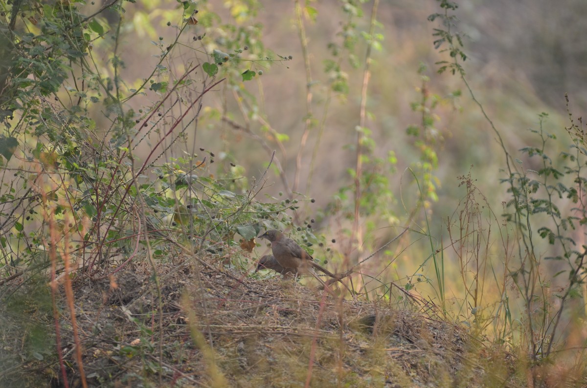 Cratérope gris - ML645829625