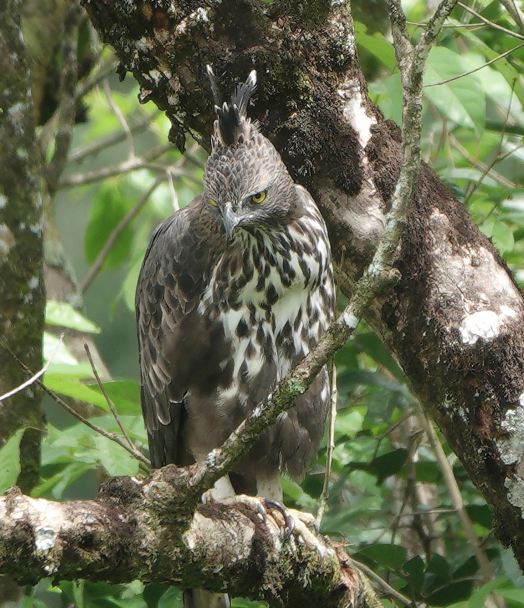 Aigle huppé - ML645829626