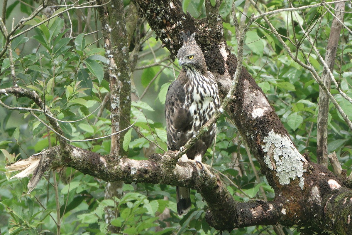 Aigle huppé - ML645829627